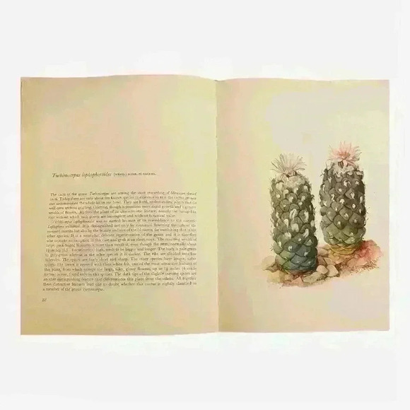 Decorative Cacti Guide to Succulent House Plants Hardcover 1973 - Picture 8 of 9